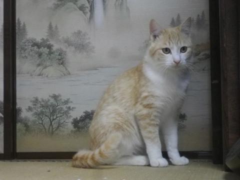 ユルカワ系白茶トラ