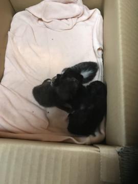 ☆里親募集☆生後１週間☆子猫