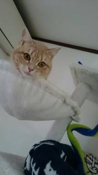 美人マンチカンの女の子