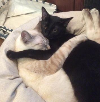 とっても仲良しの白黒兄弟チロル&クロスケ