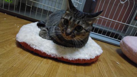 子育てを終えた母