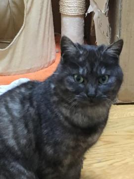 ツンデレの保護猫（♂）