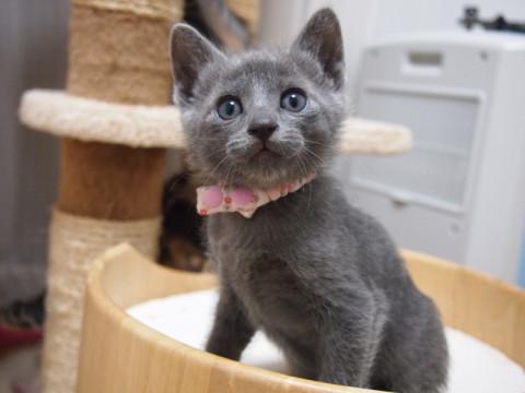 トライアル中です美猫6兄妹！「ジジ」