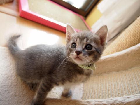 トライアル中です美猫6兄妹「ルル」♪