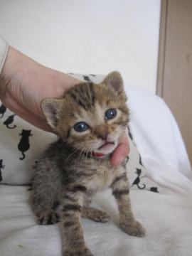 動画ありパステルキジトラ　授乳中