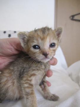 動画ありパステルキジさび　授乳中