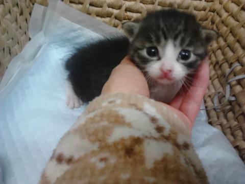 3/28生まれ　4兄弟＆母　茶・グレー