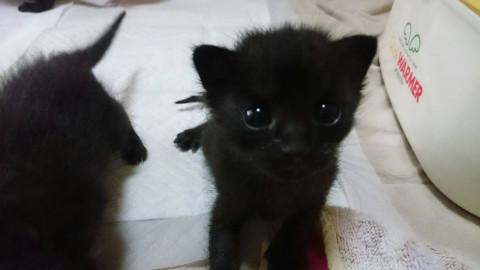 可愛い黒の子猫