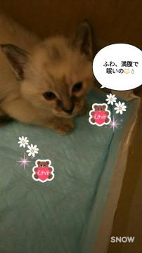 イケニャン、５兄妹♪
