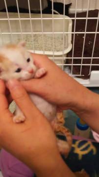 保健所に持ち込み 乳飲み子