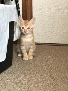 3月生まれの4兄妹