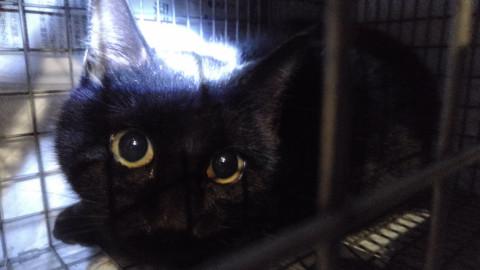 トライアル中です、黒めす　10か月