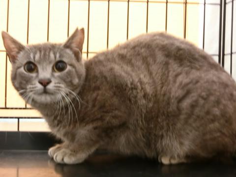 グレーの縞模様のべっぴんさん