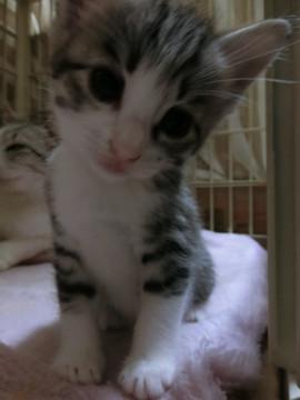 生後一か月の５兄弟　きじ白