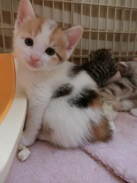 生後一か月の５兄弟　黒三毛