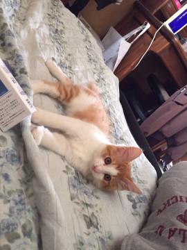 短めシッポの可愛い仔猫