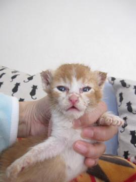 動画あり赤ちゃん茶白　離乳中