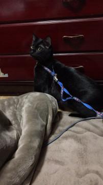 甘えん坊の男の子です