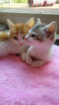 もうすぐ2か月★甘え上手な兄妹