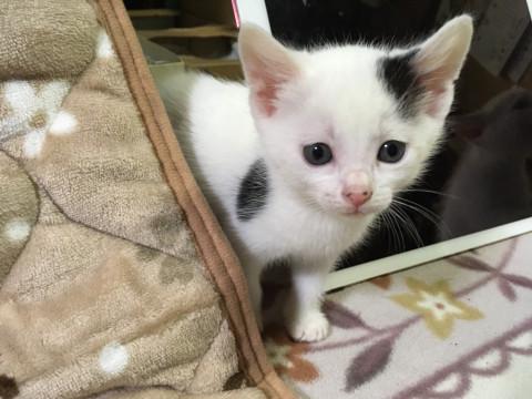 ΦωΦ)生後3ヶ月♥ちぃちゃん(ΦωΦ)♥里親様募集♥うるうるお目