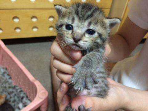 野良猫ちゃんの赤ちゃん5匹