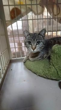 可愛い猫です。飼い主さん待ってます。