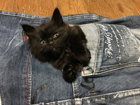 子猫、黒のモフモフちゃん