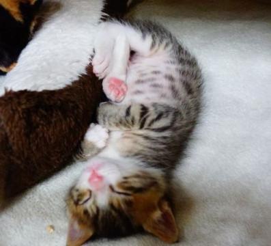 ★3/26生まれ、２匹一緒に！！★