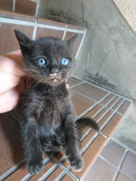 青い目のメスの黒猫ちゃんです