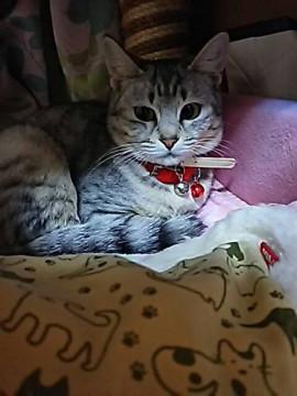 地域猫現場に遺棄されたひめちゃん