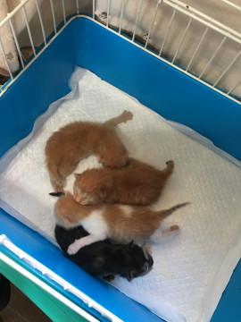 生後3日ほどの赤ちゃん猫