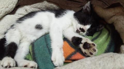 われてます！元気なドジっ子猫