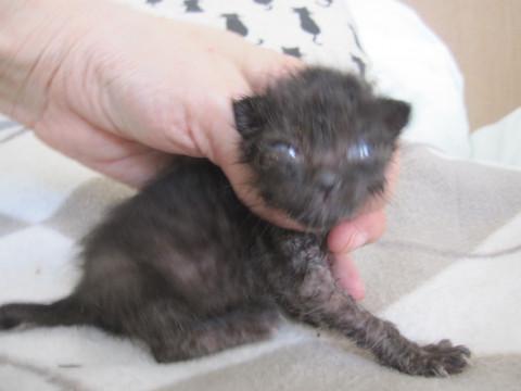 赤ちゃん黒猫　授乳中