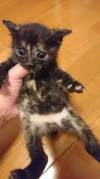 生後1ヶ月の可愛い猫ちゃん