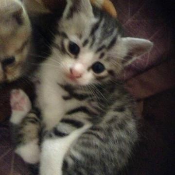 2ヶ月 離乳済 可愛い キジシロ