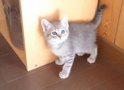 元気でお茶目なサバトラちゃん