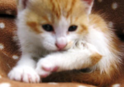 生まれて3週間くらいの美人子猫ちゃん