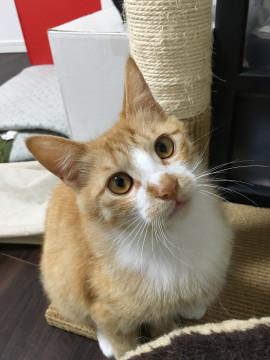 靴下にゃんこのボブテイル君 家猫修行中！