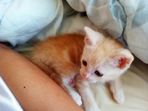 保護猫生後1ヶ月の仔猫たち