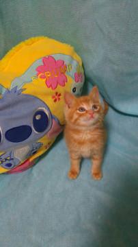 茶トラの仔猫です。