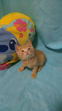 茶トラの仔猫です。