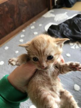 茶トラ子猫ちゃん