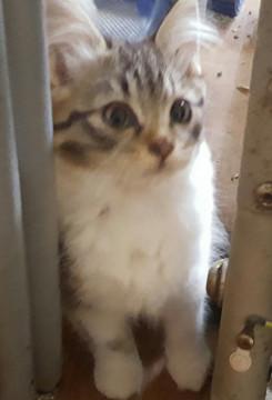 可愛い子猫を貰ってください
