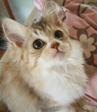 可愛い子猫を貰ってください