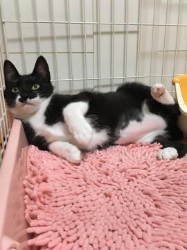 お目目まんまるぽっちゃり女の子