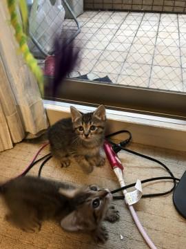 お目目がくりくり女の子