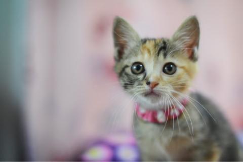 てぶくろちゃん