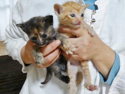 甘えたな幼い兄妹ちゃん