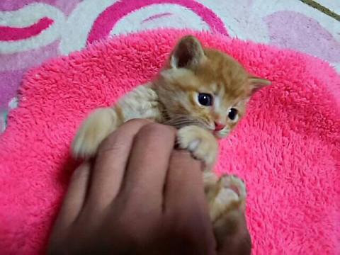 乳飲み子チャッピー＆ぴぃちゃん