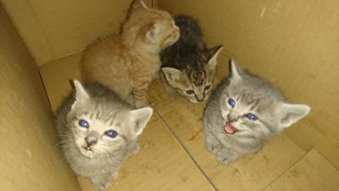 子猫4匹